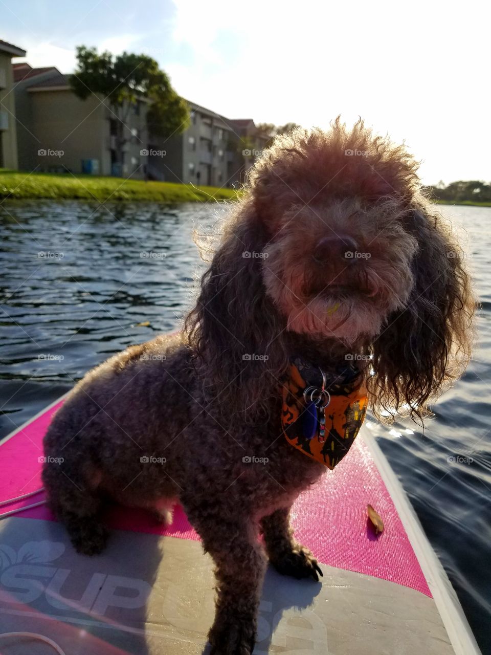 Best First Mate - My dog enjoys paddleboarding and if I dare get on the board without him, he'll cry.
