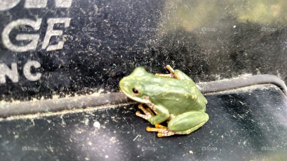Tree Frog