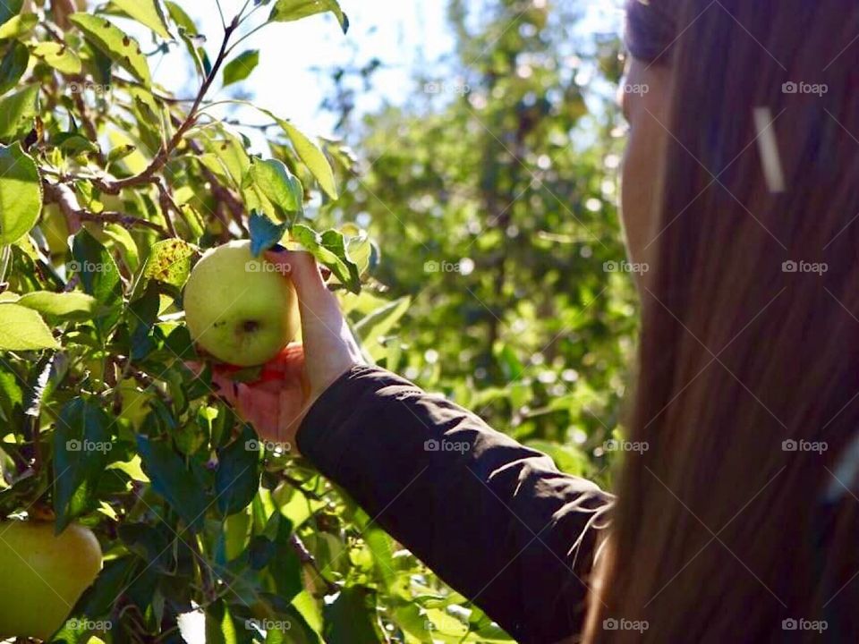 Picking Apples 