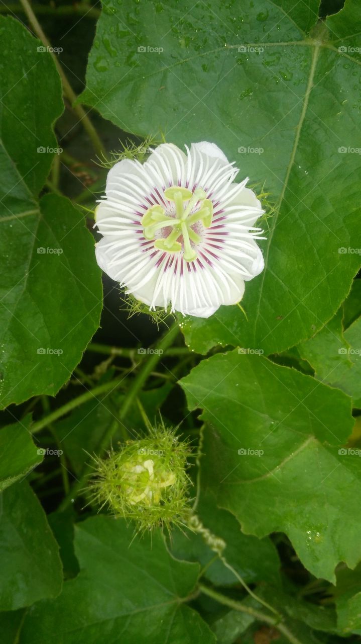 The garden is a very beautiful flower which is our mind . A beautiful flower in the garden, which captures our mind