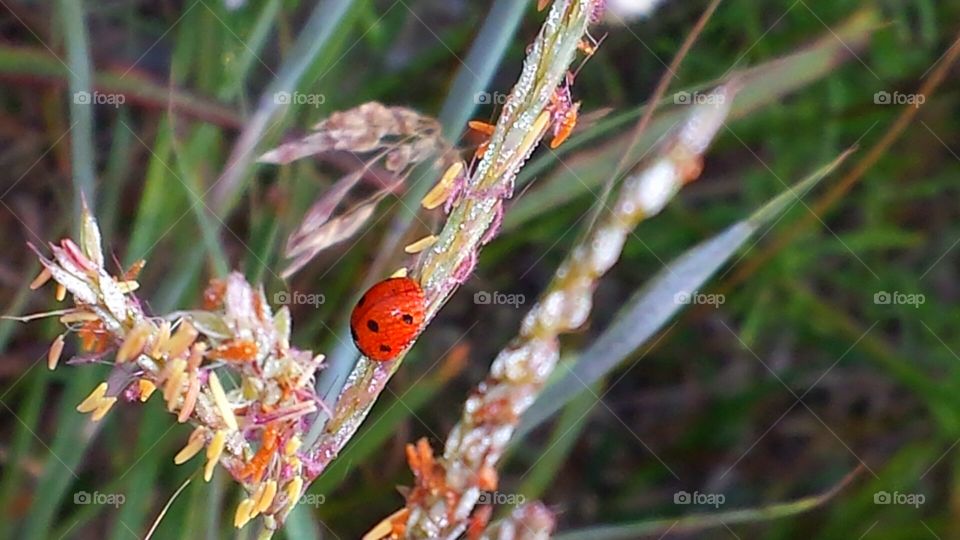lady bug lady bug. lady bug in the grass