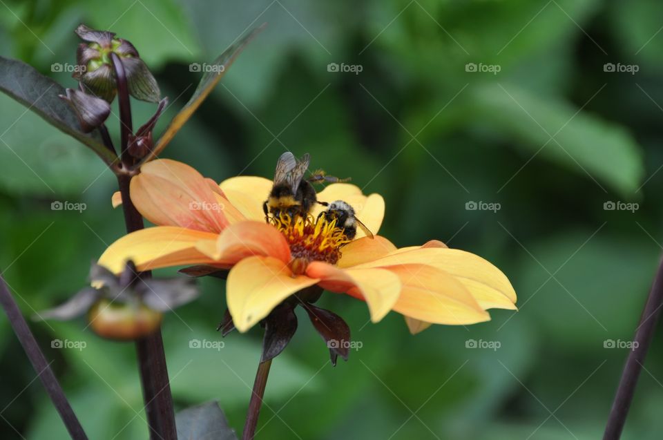 Honeybees collecting pollen