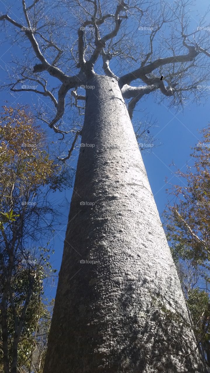 Baobab tree