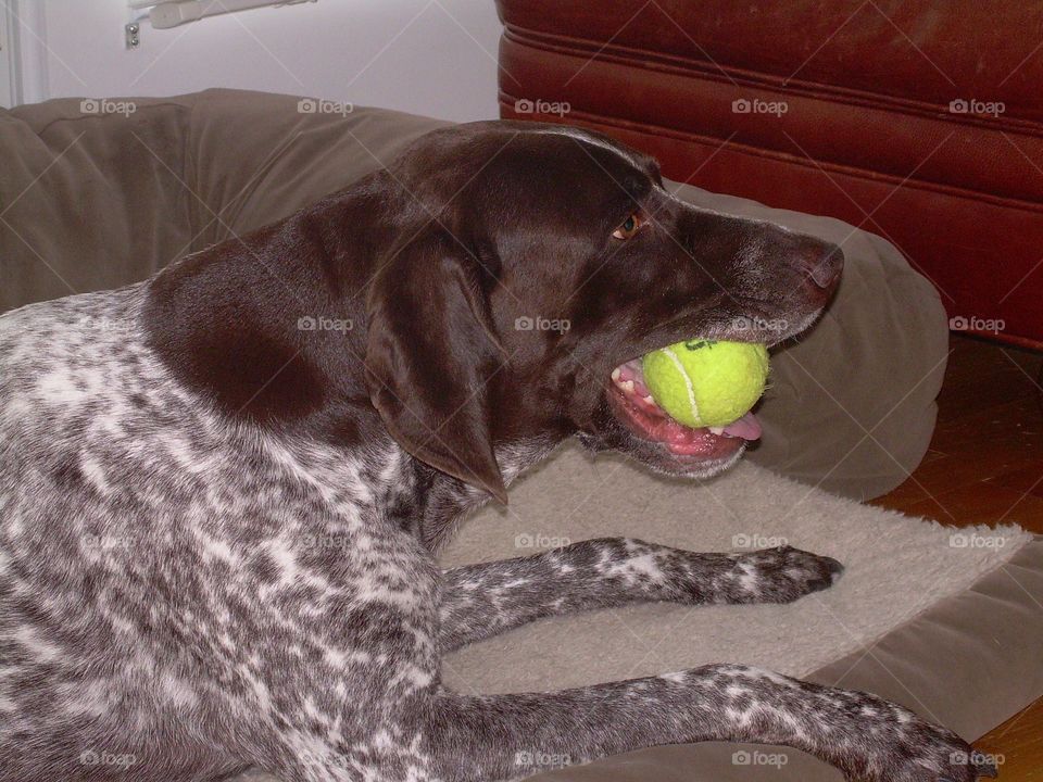 German shorthair pointer