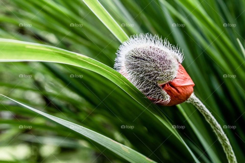 poppy bud is opening