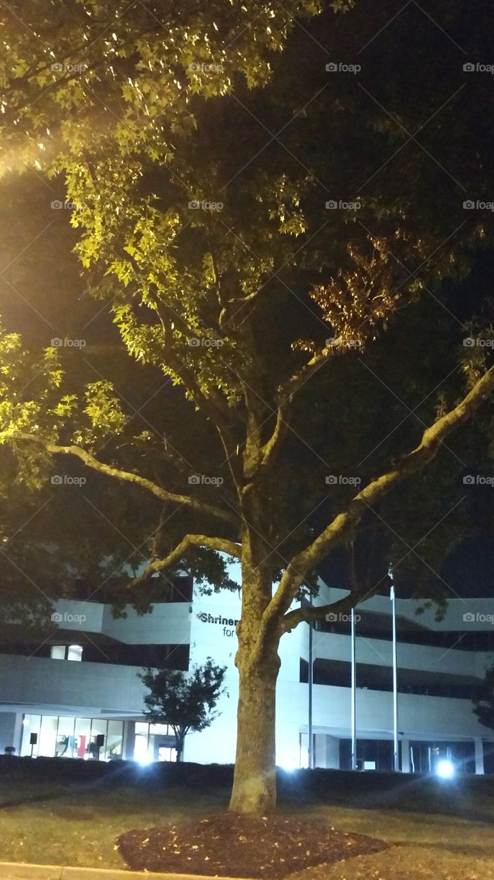 No Person, Tree, Outdoors, Landscape, Light