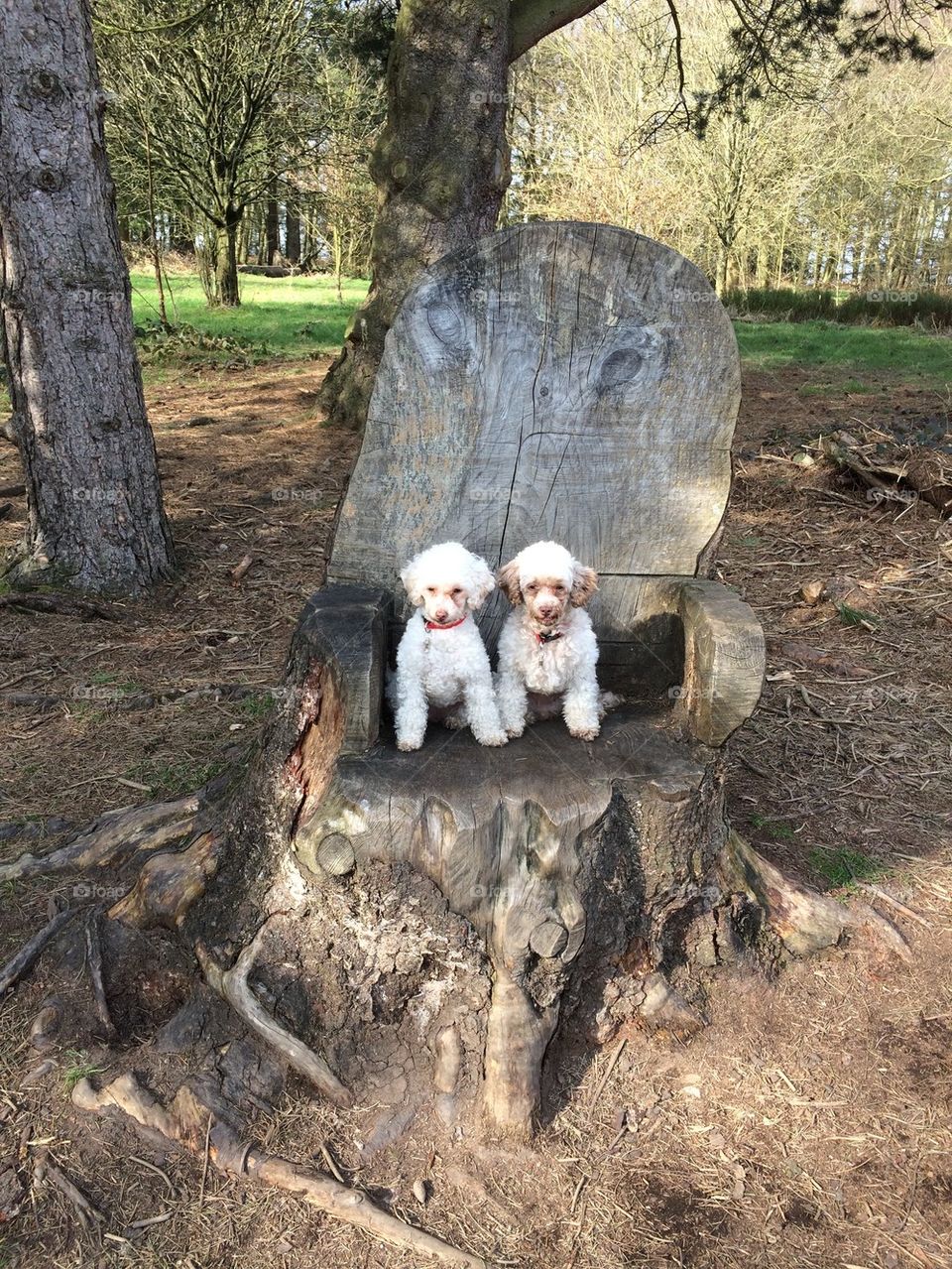 Two toy poodles resting