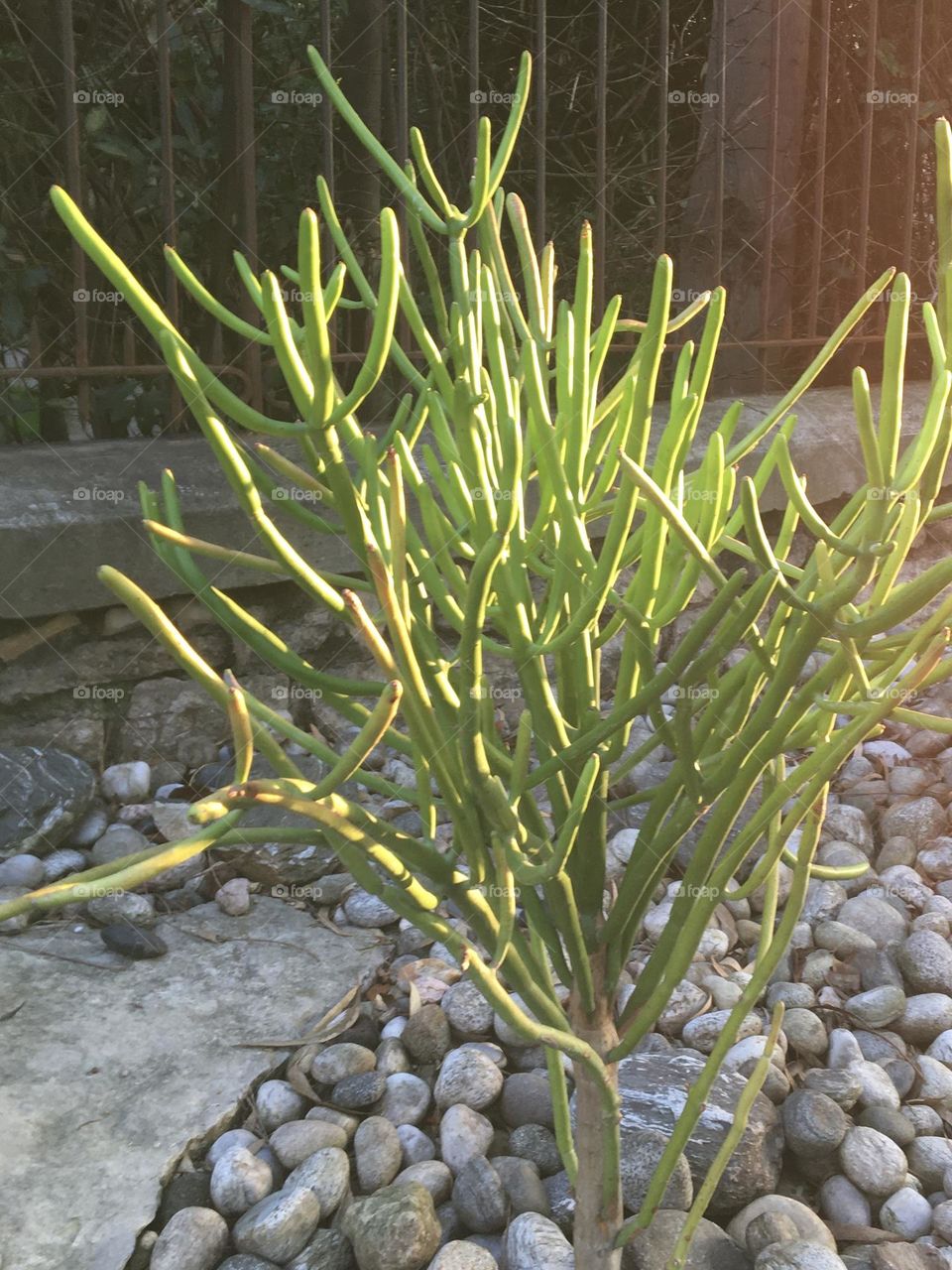 Evening winter sun on tropical plant