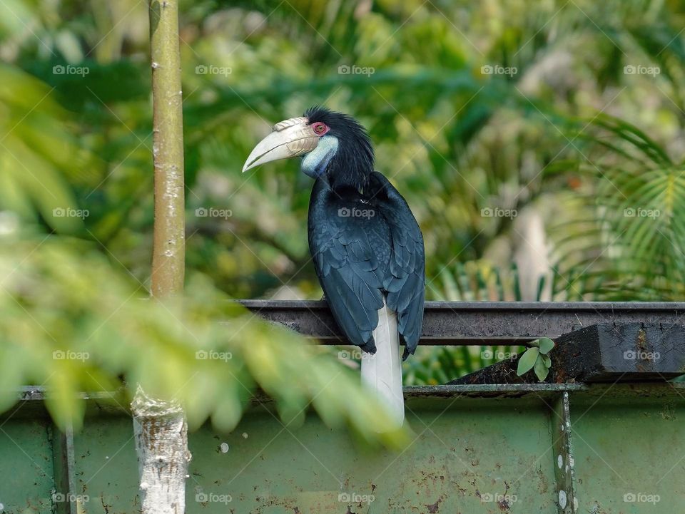 A hornbill perched on a perch watching its surroundings.