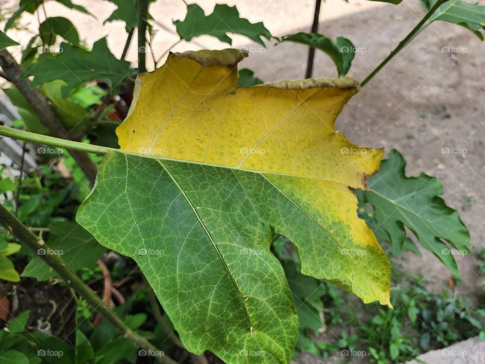 two leaf color susumba