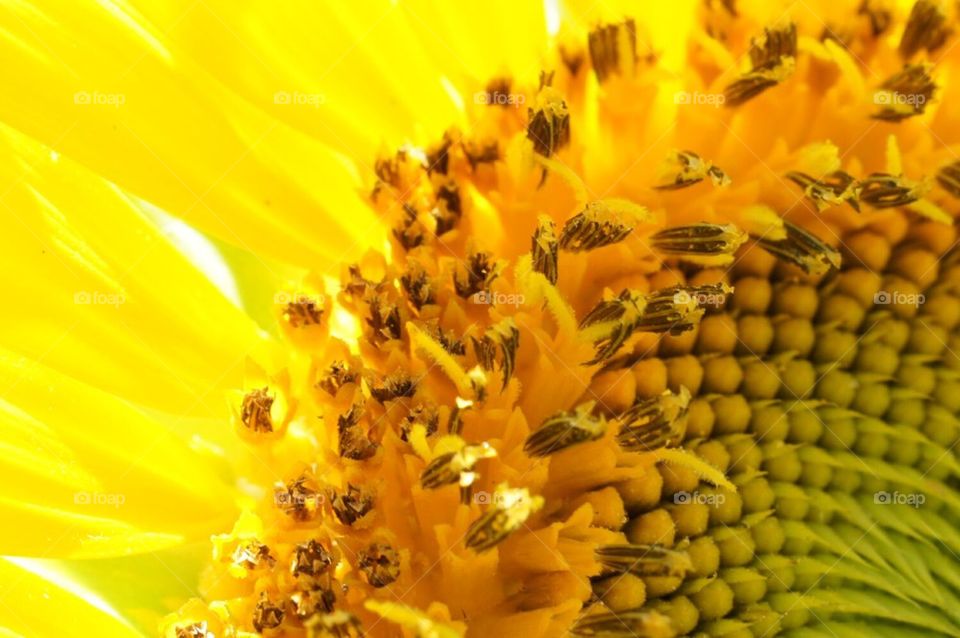 Sunflower close up