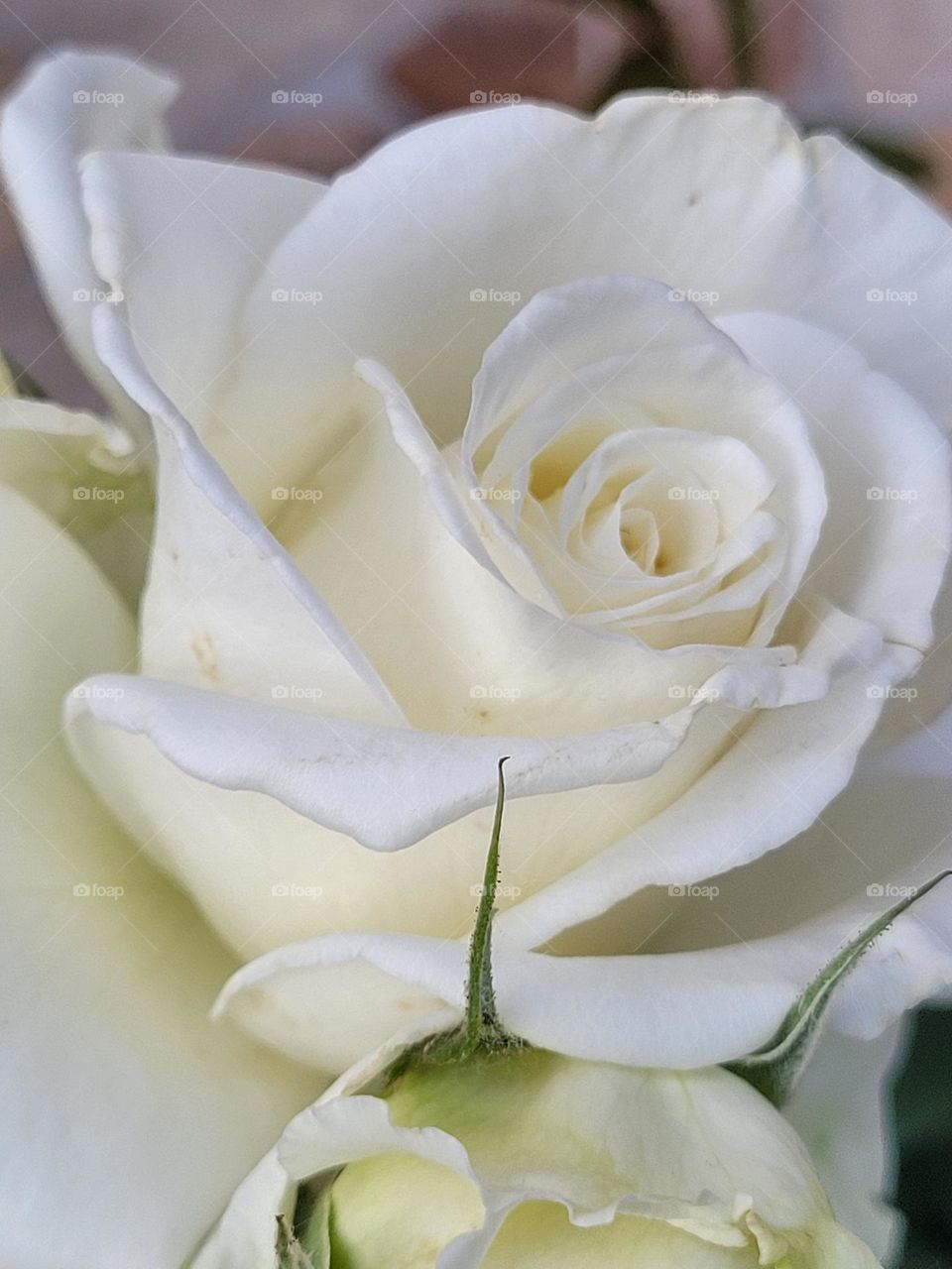 una rosa blanca