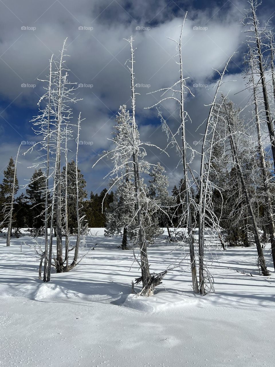 Winter in Yellowstone 