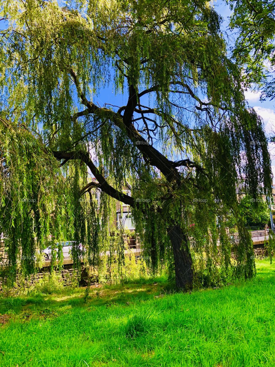 Beautiful Williow Tree 💕