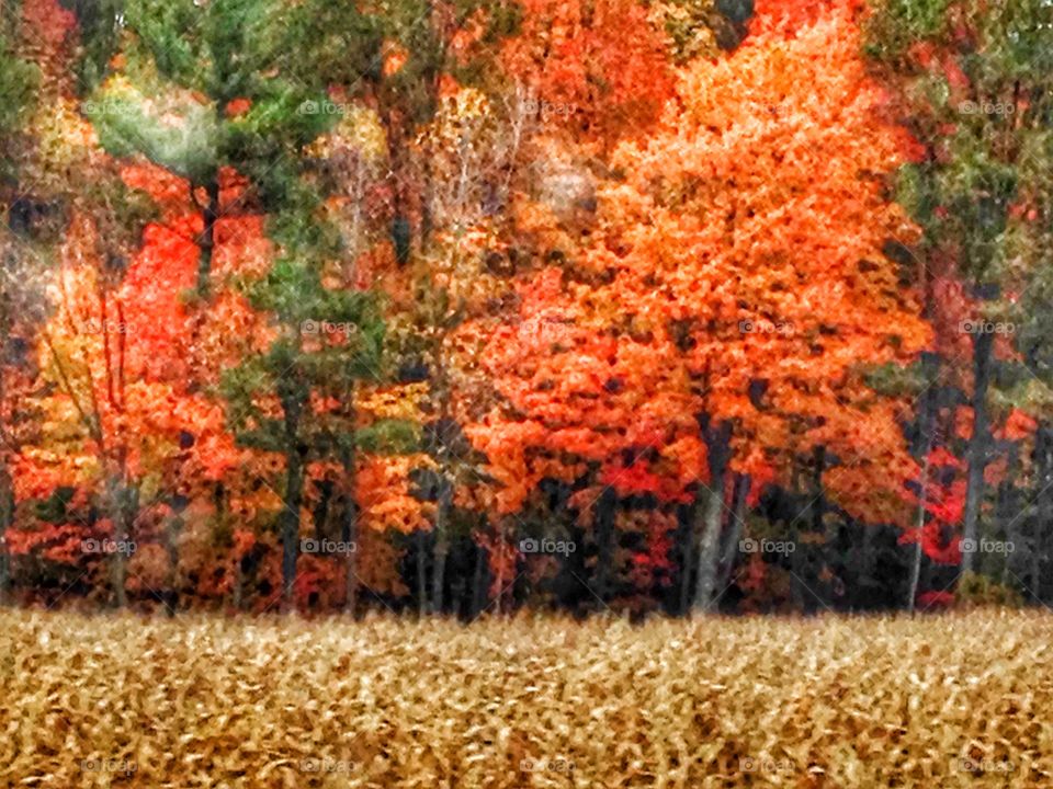 Fall in Toronto . Trees