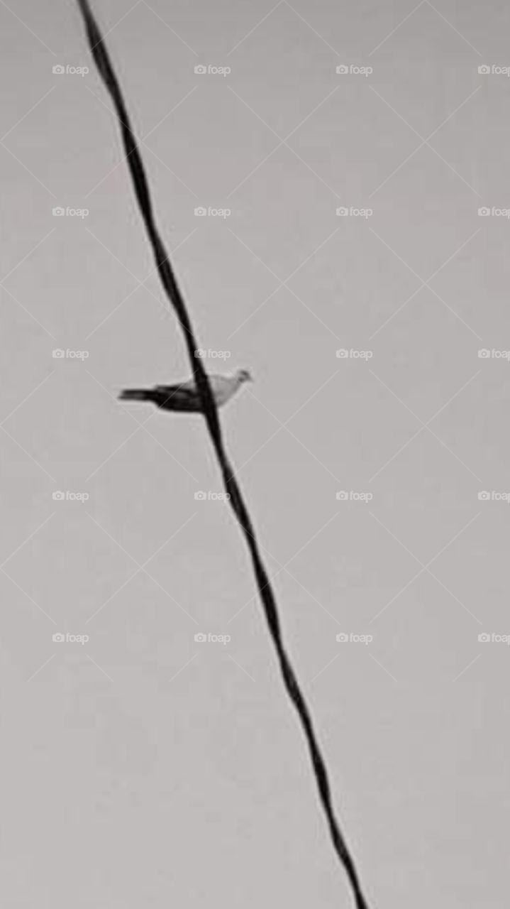 one bird on an electrical cable.