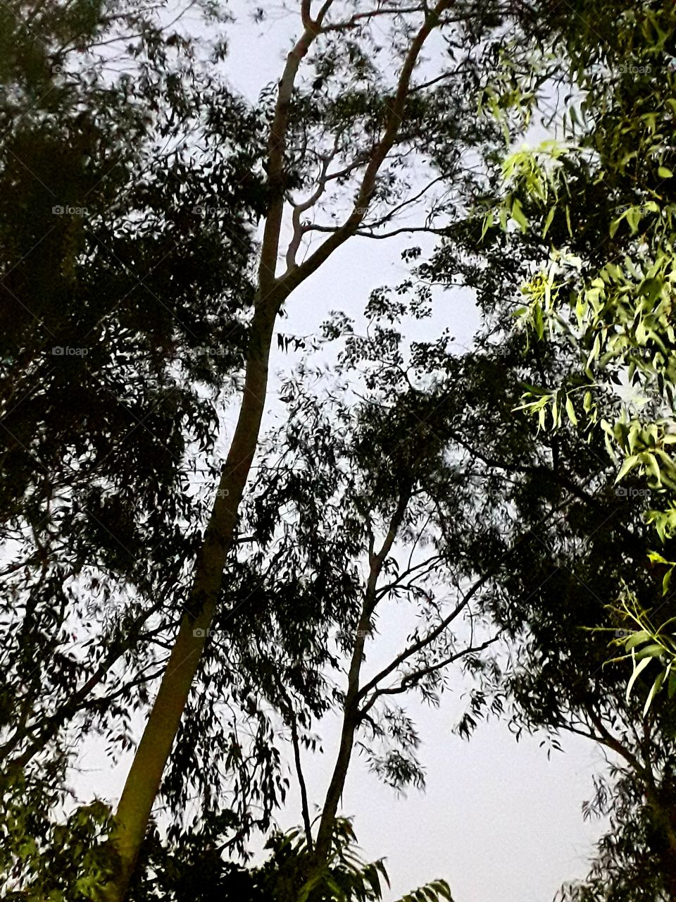 sky covered by trees