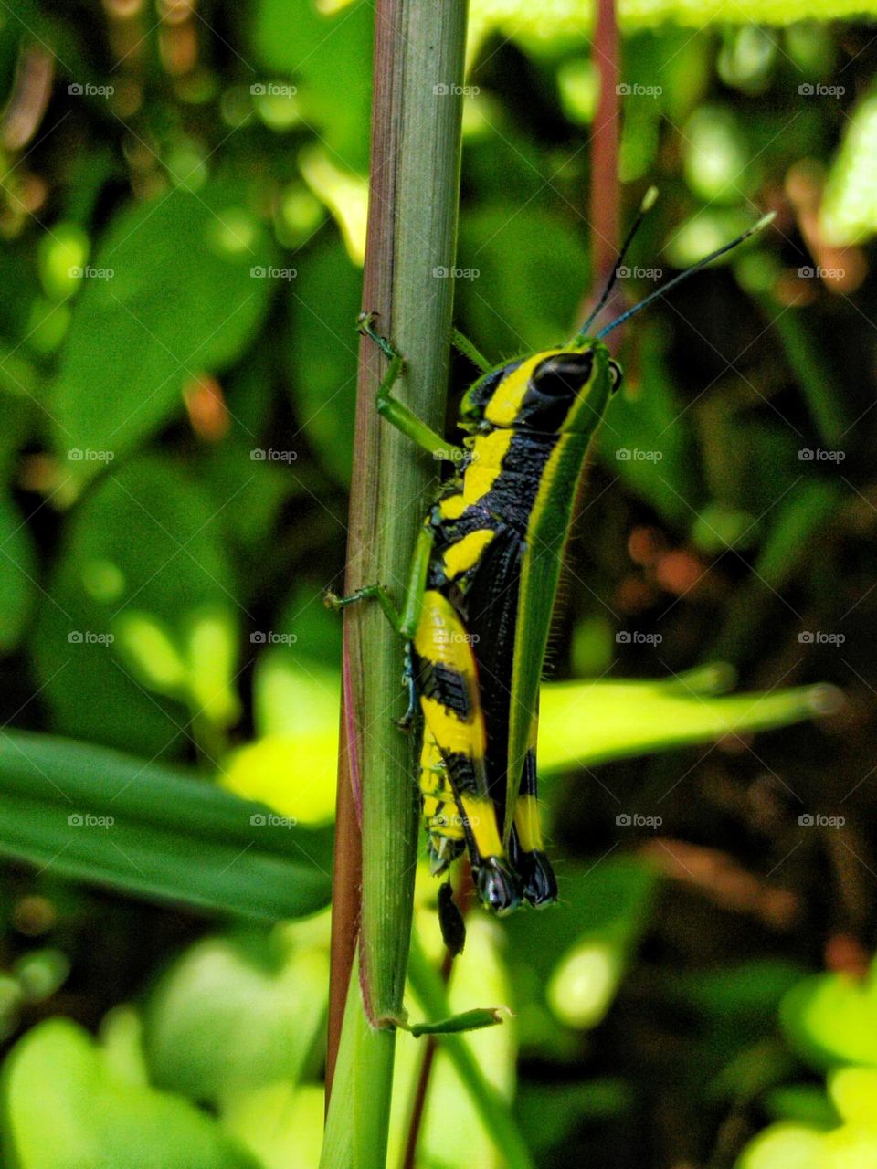 Colourful grasshopper.