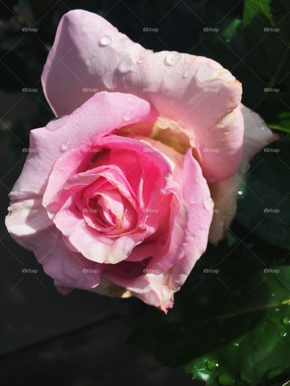 Pretty rose 