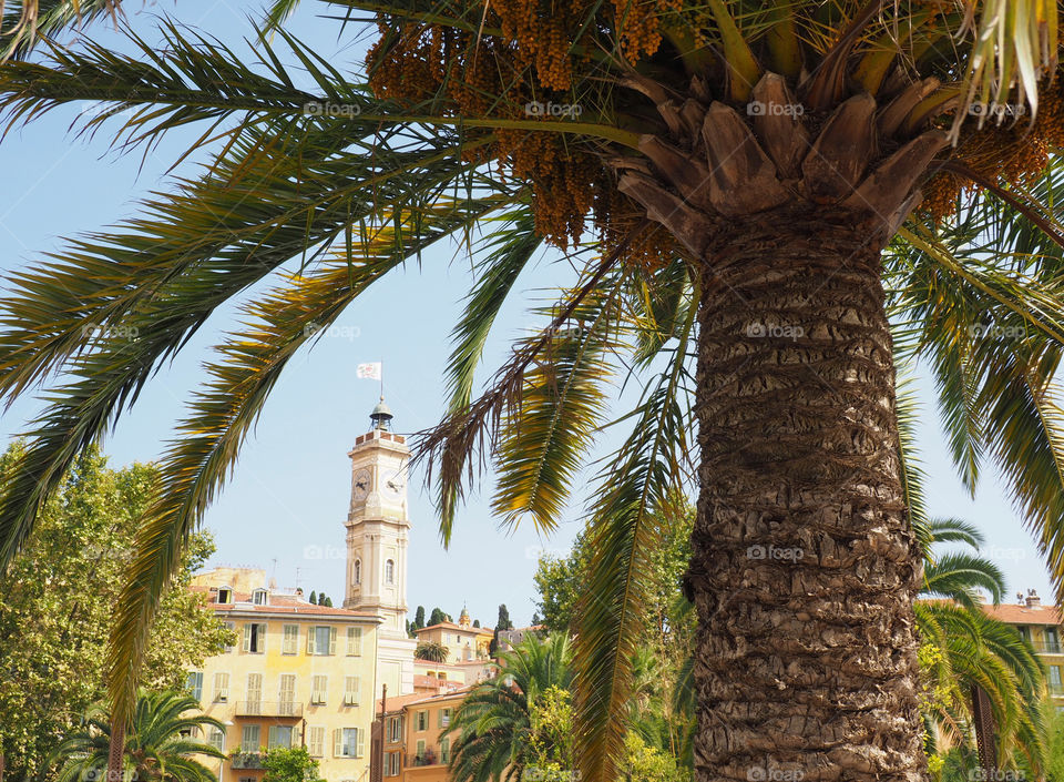 View of palm tree and clock tower in the old town of Nice, France.
