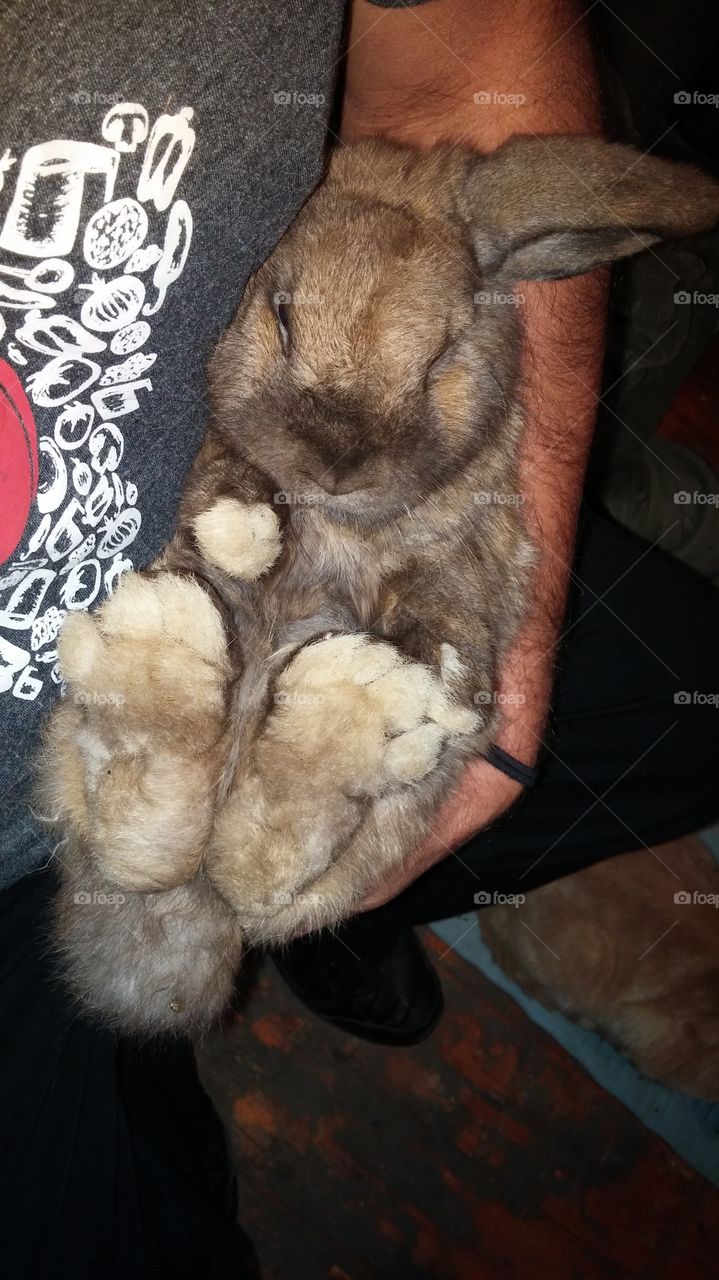 fuzzy bunny