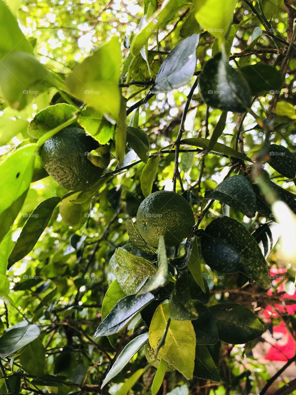 Thai Lemon in my Garden 