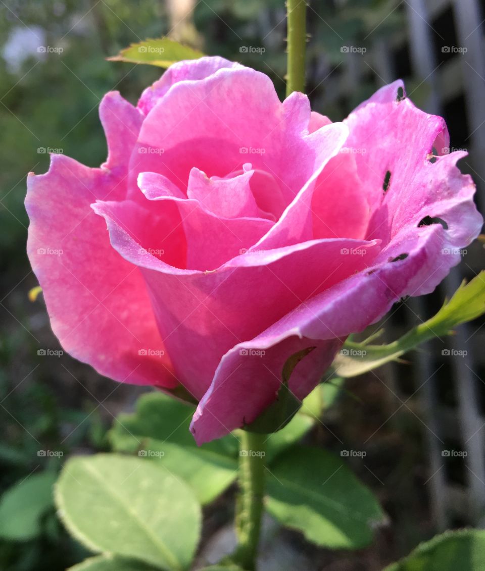 Vivid pink rose bloom, opened up full!