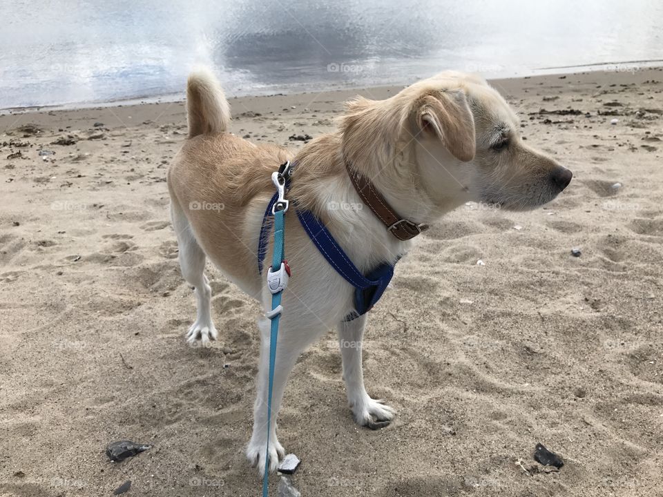 My dog Mickey on the beach