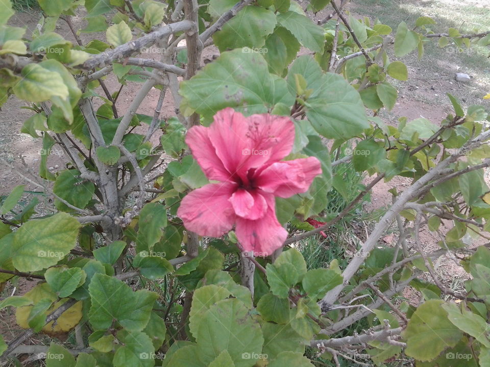 Flower in public garden - Ouled Djellal