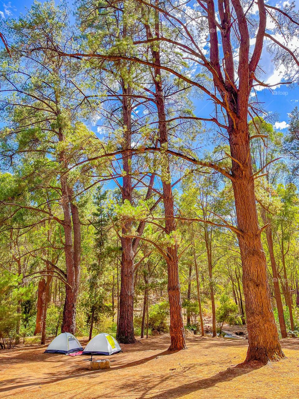 Camping in the Forest 