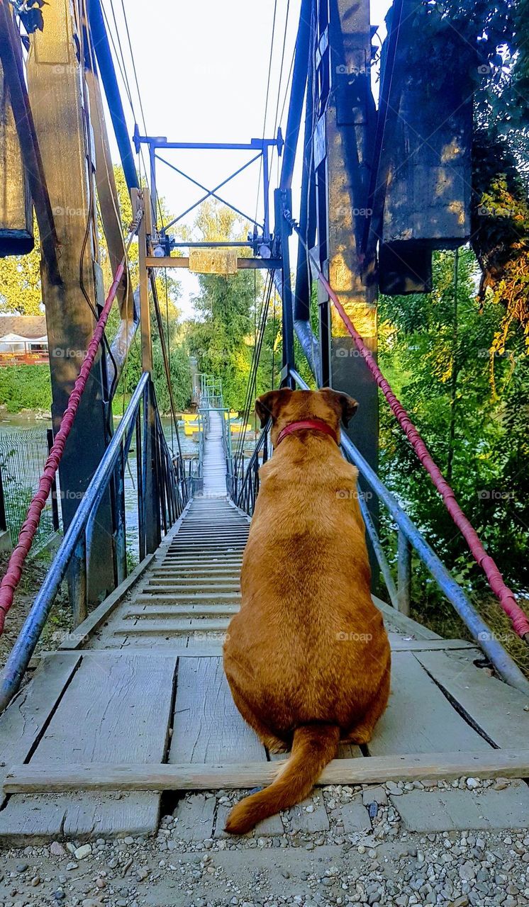 the dog is waiting for its owner