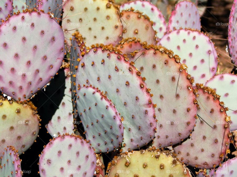 Purple cactus