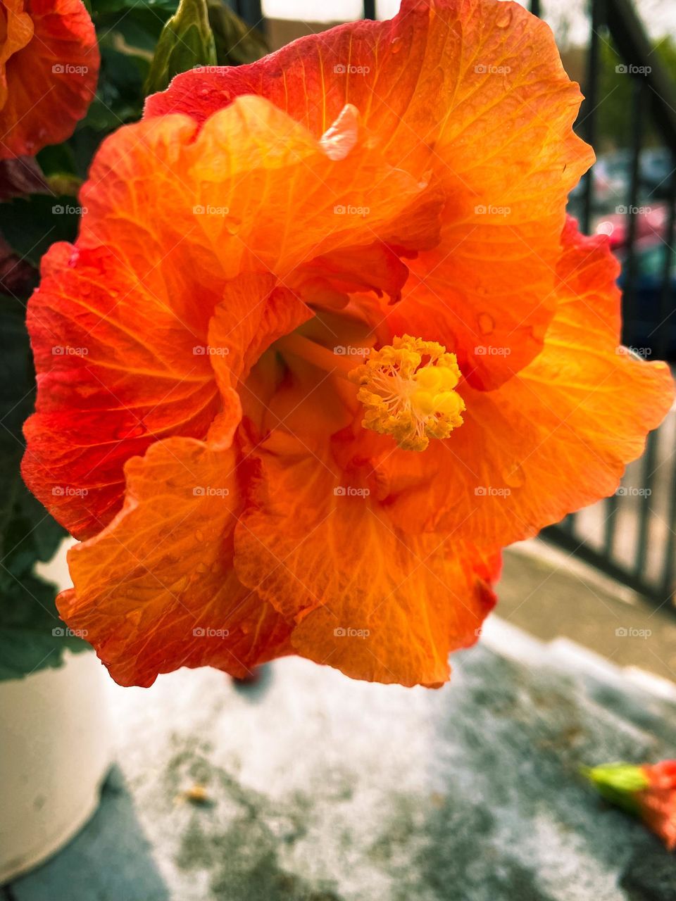 Peach hibiscus flower 