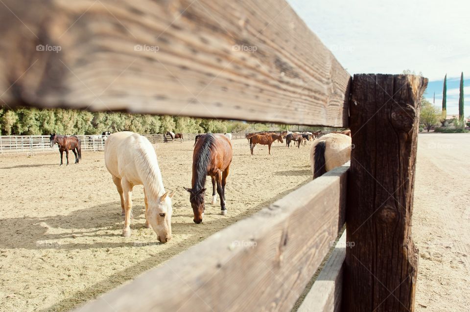 Horses at a Dude Ranch in Wickenburg, AZ