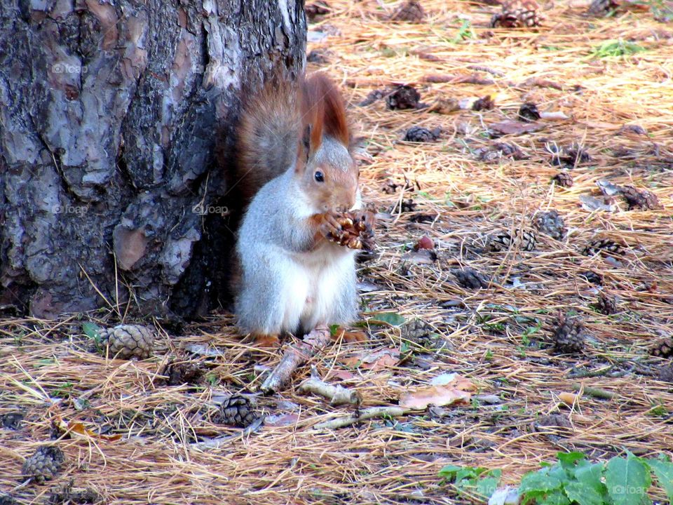 wild squirrel in the park, November, very, Voronezh, Russia, nature in the city