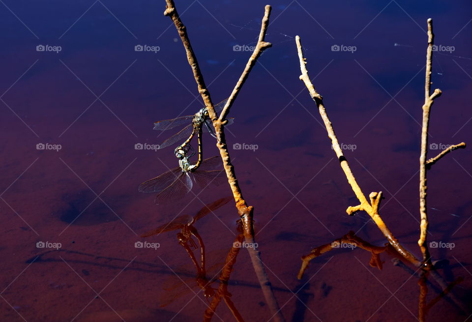 dragonflies getting all romantic on a branch above some water