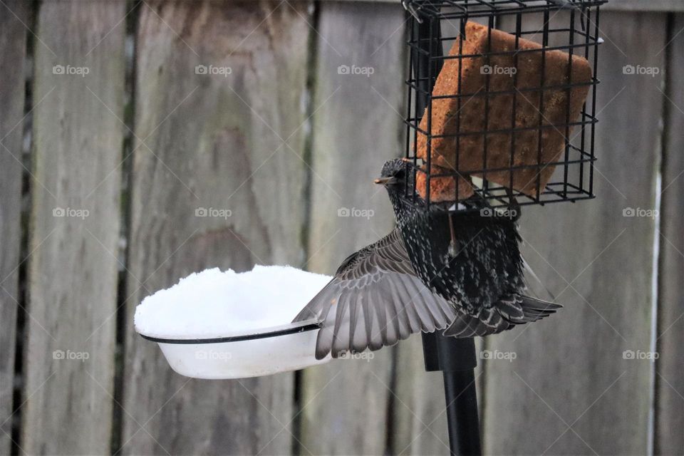 Starling holding on for balance