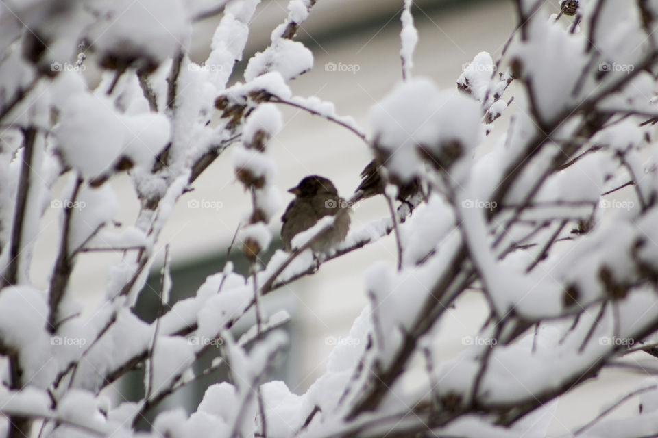 Bird on a snowed cover tree