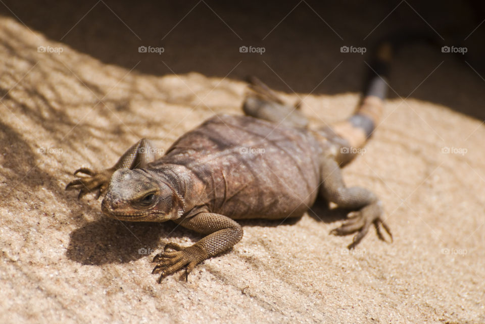 A large lizard soaking in the sun on some red rock in southern Utah