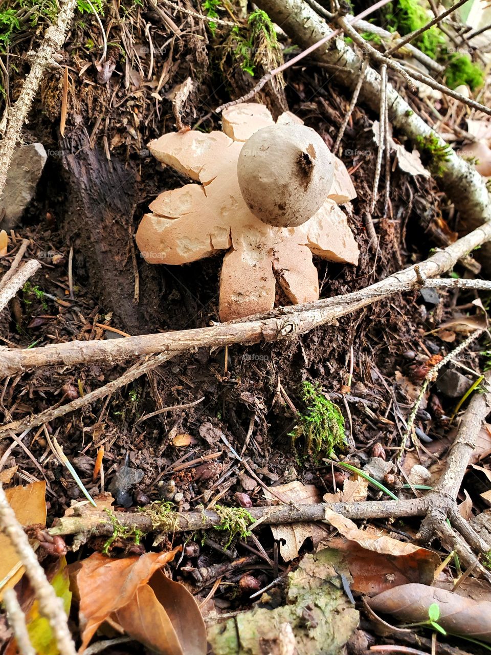 earthquake mushroom