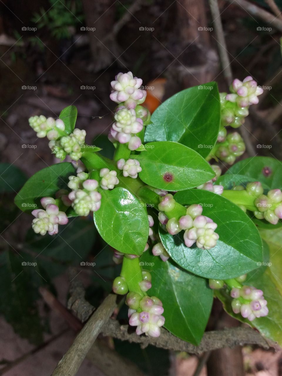 Flower, Nature, Leaf, Flora, No Person