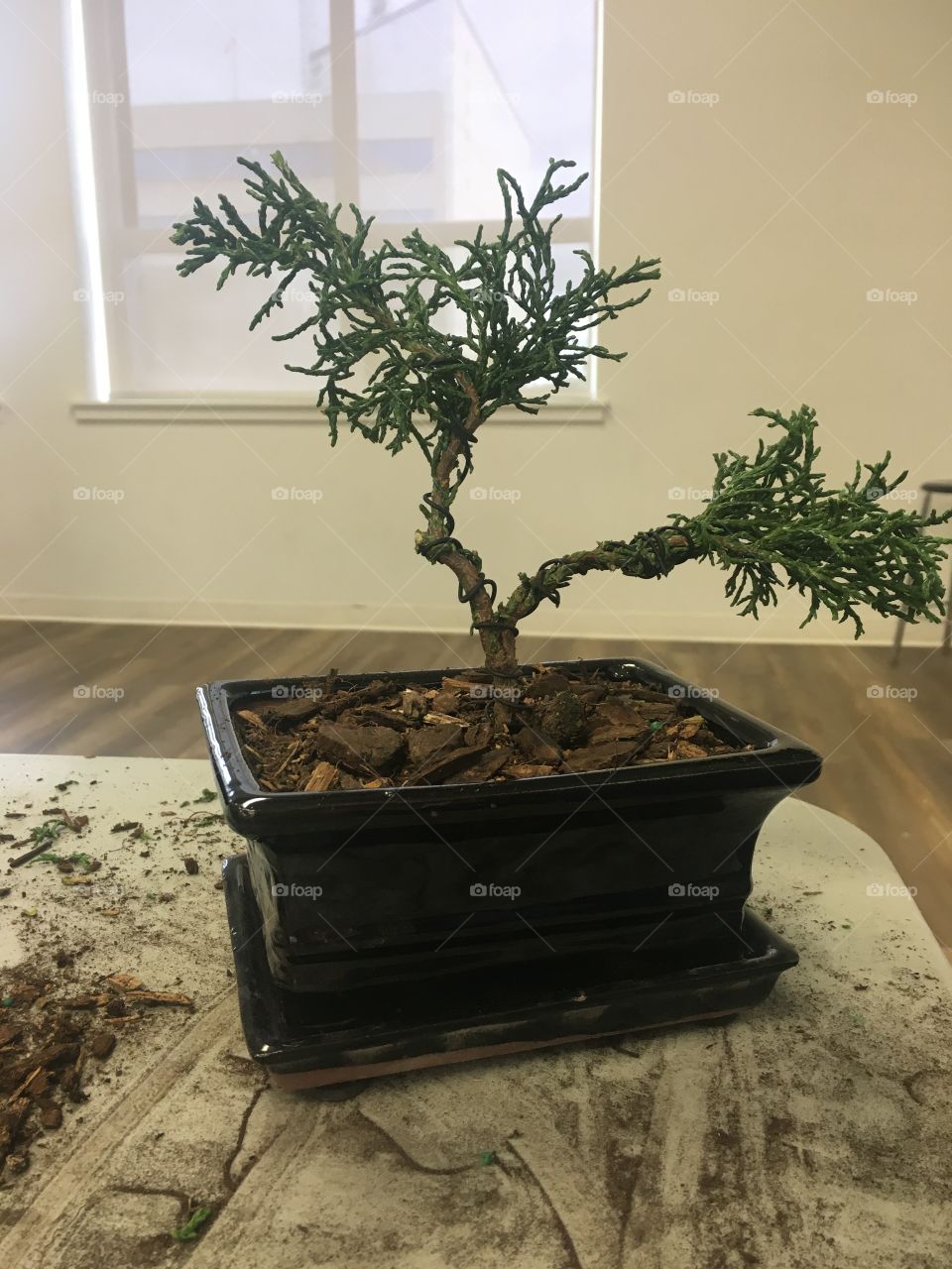 Finished bonsai project 