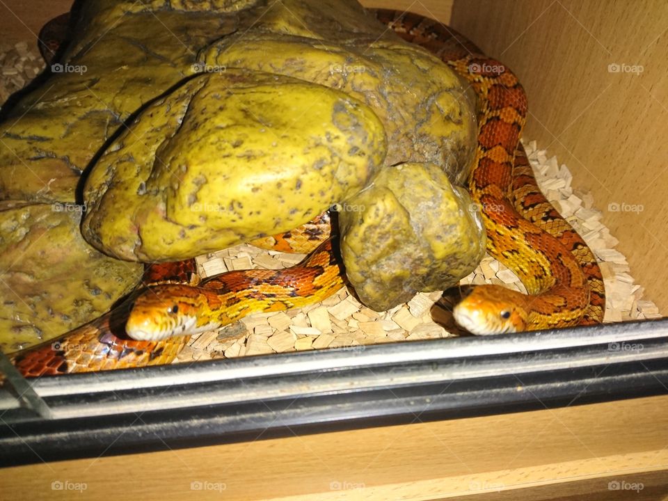 Corn snakes