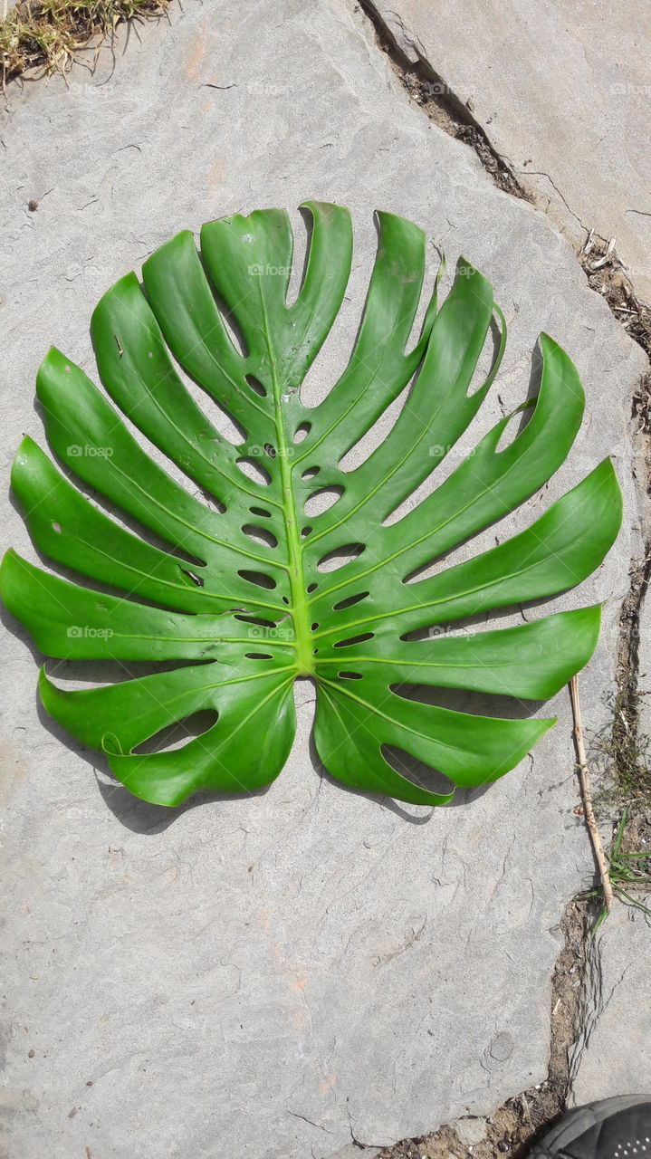 planta hoja esqueleto