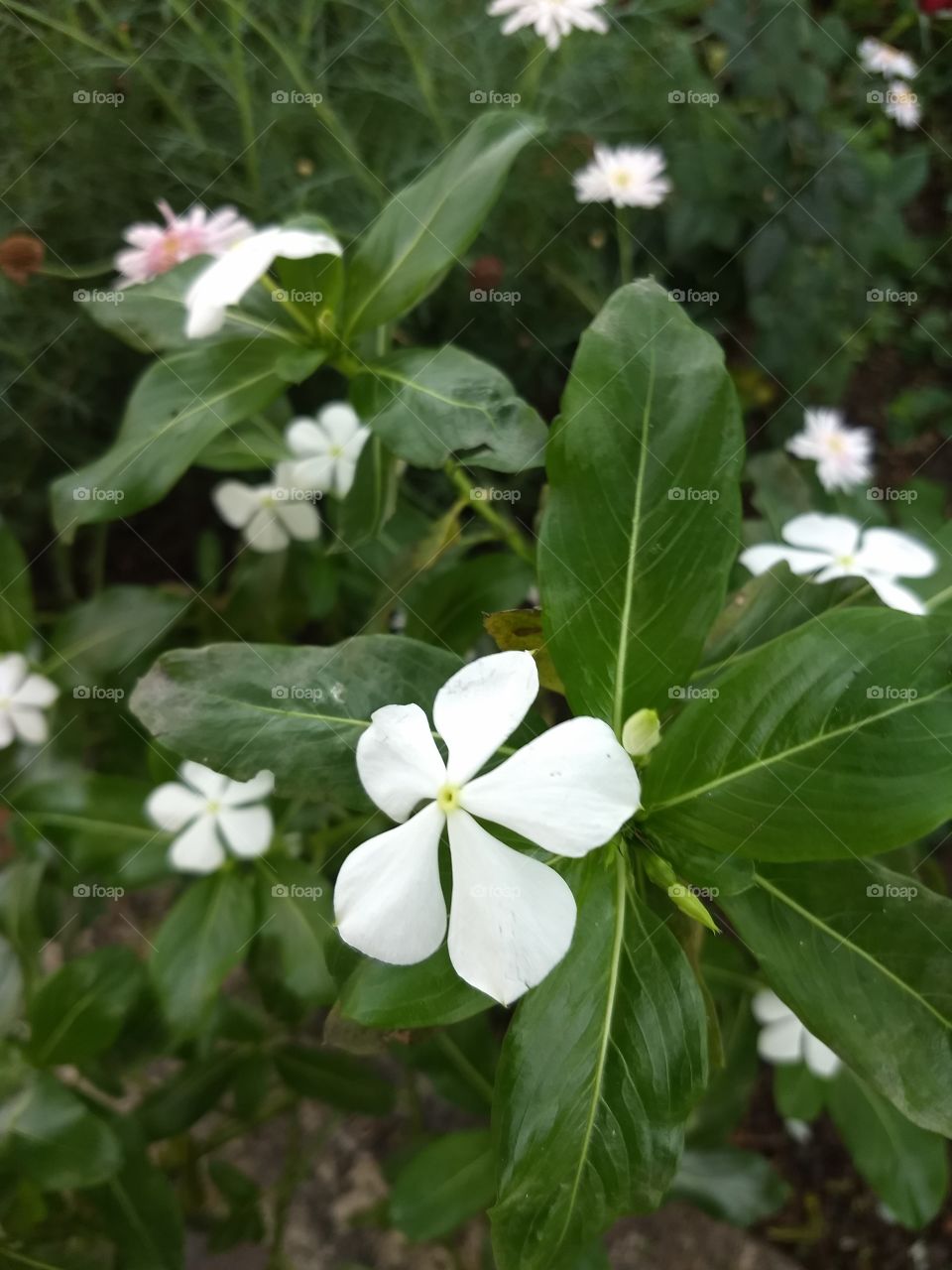 White flower
