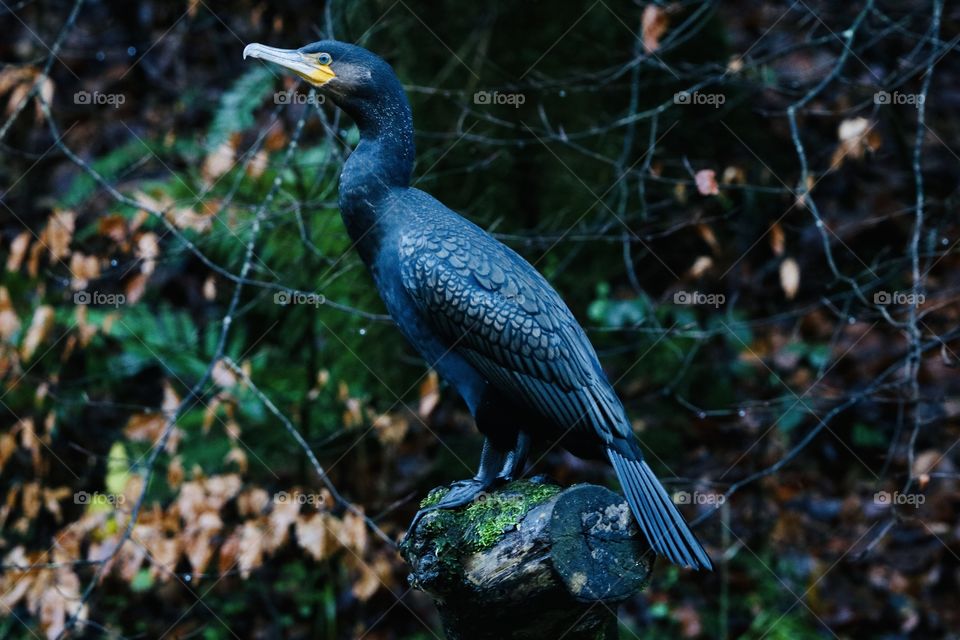 Cormorant 