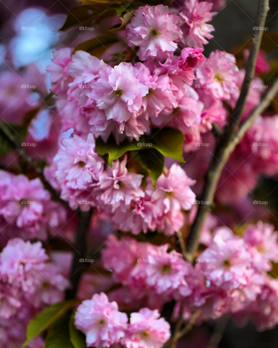 Cherry bloom 🌸