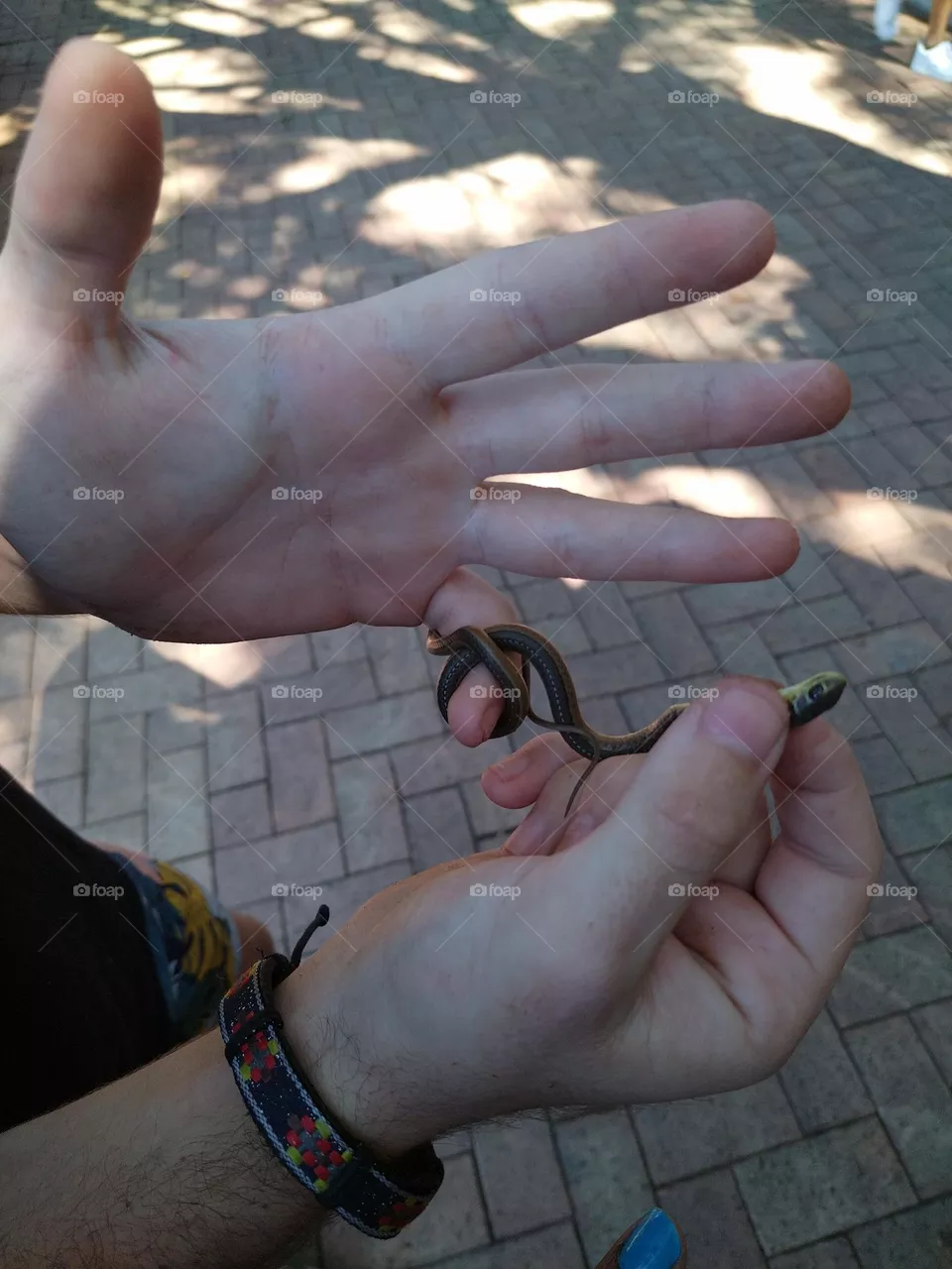 Snake
