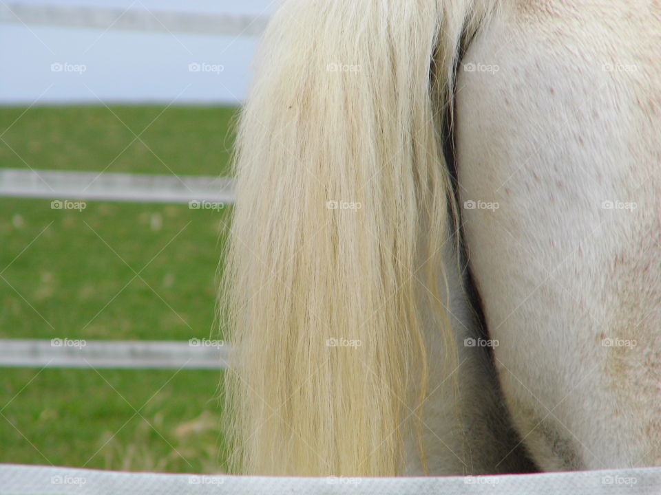 Ponytail and horse