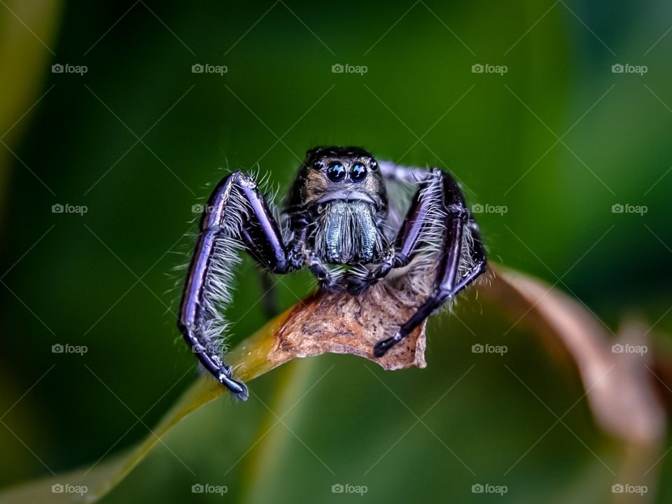 Jumping Spider or Salticidae.